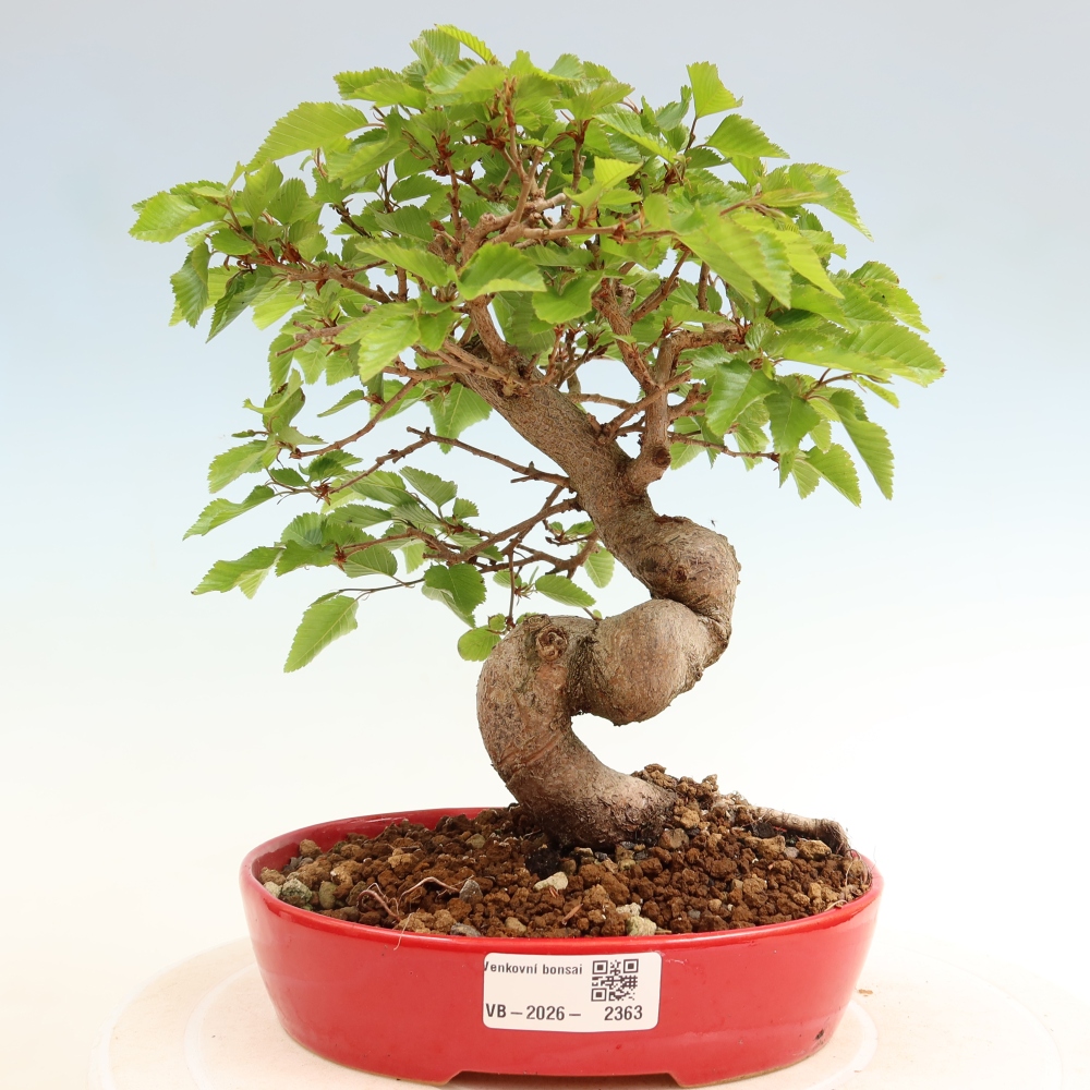 Bonsai da esterno -Carpinus Coreana - Carpino coreano