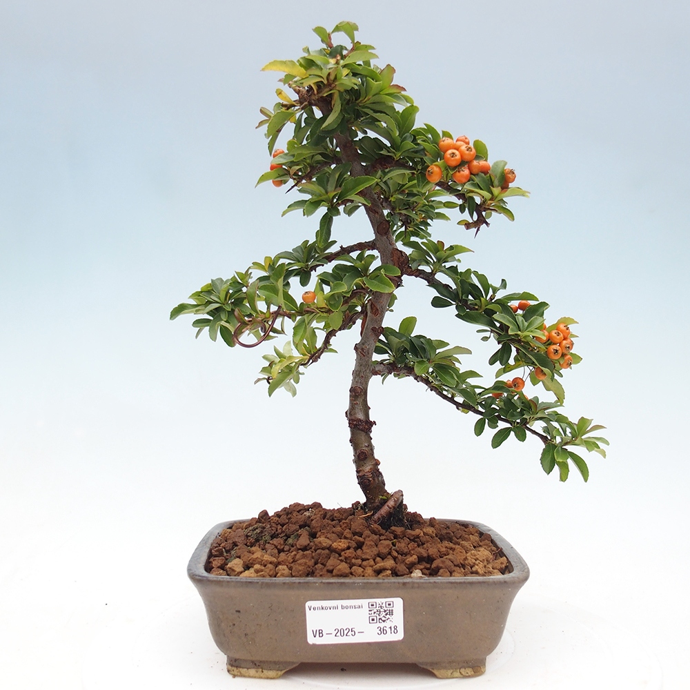 Bonsai da esterno-Pyracantha Teton -Hlox