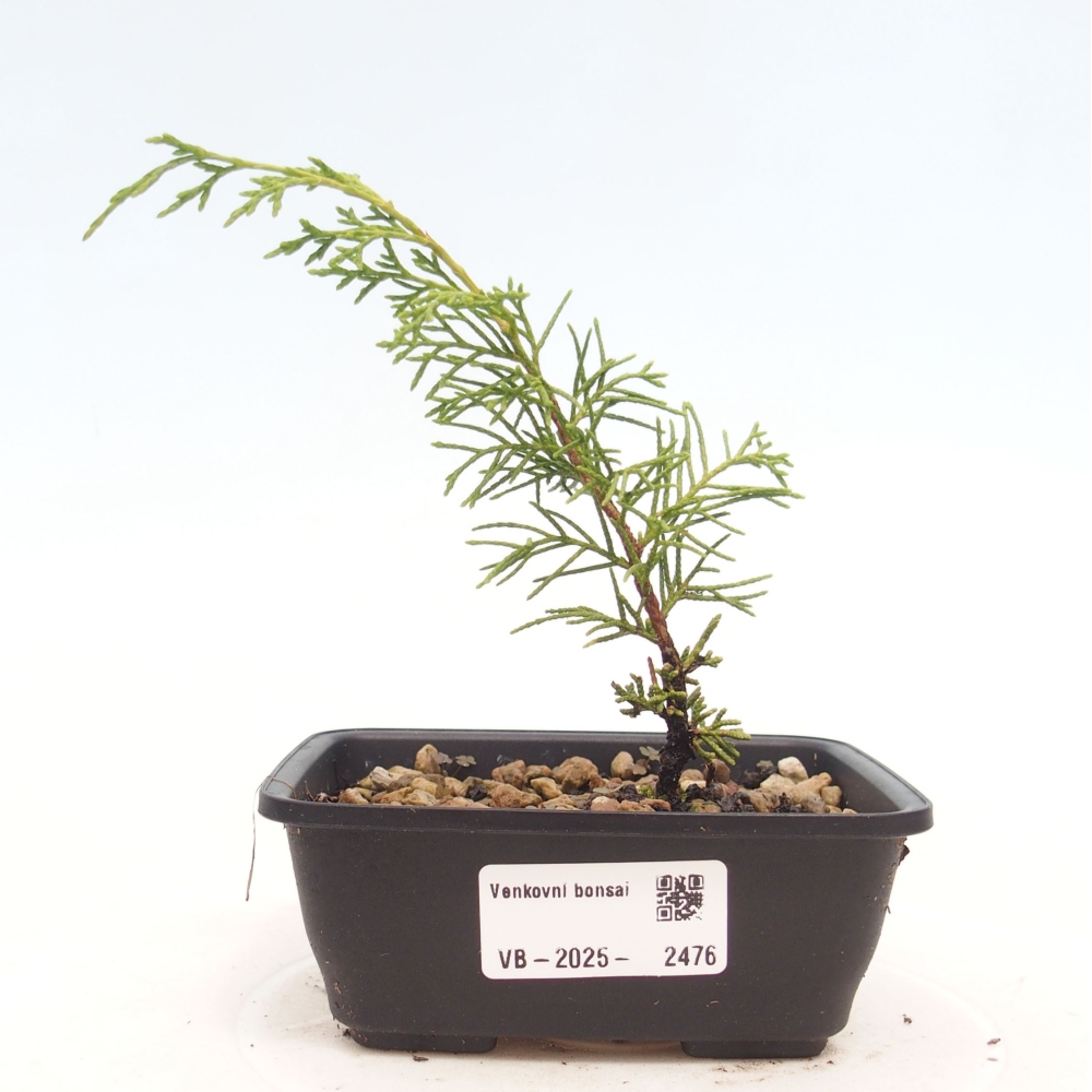 Bonsai da esterno - Juniperus chinensis Itoigawa
