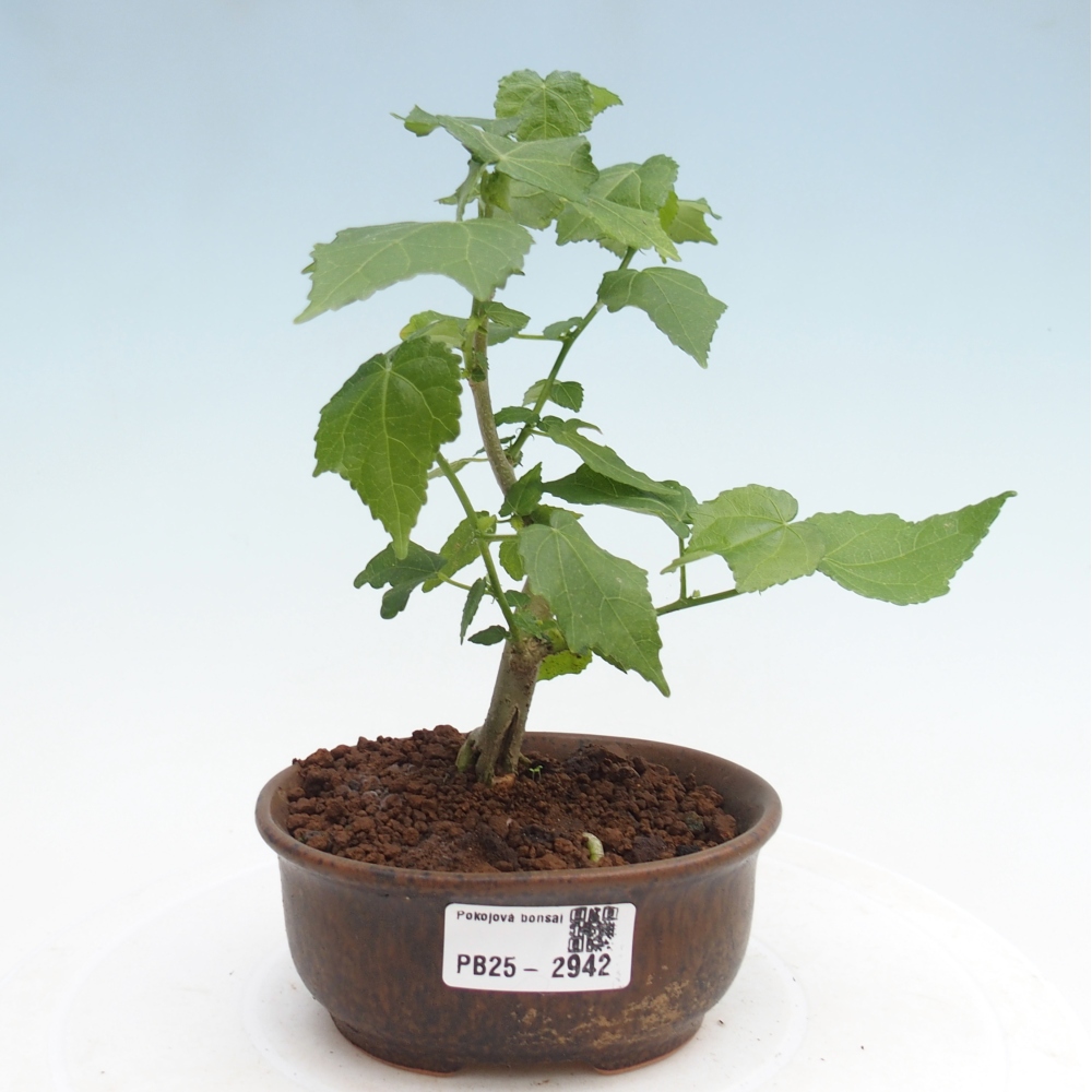 Bonsai da interno - Malvaviscus arboreus