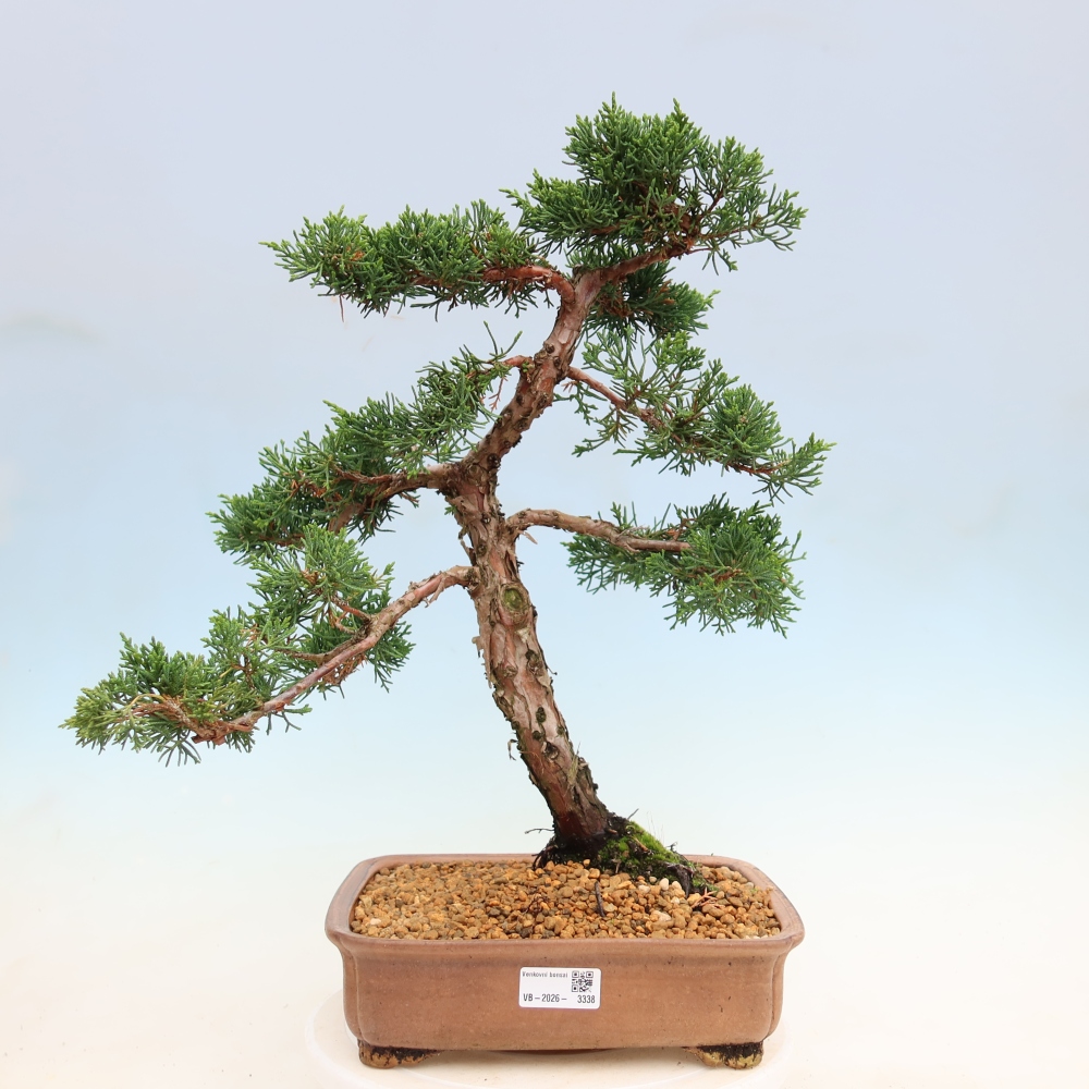 Bonsai da esterno - Juniperus chinensis Kishu