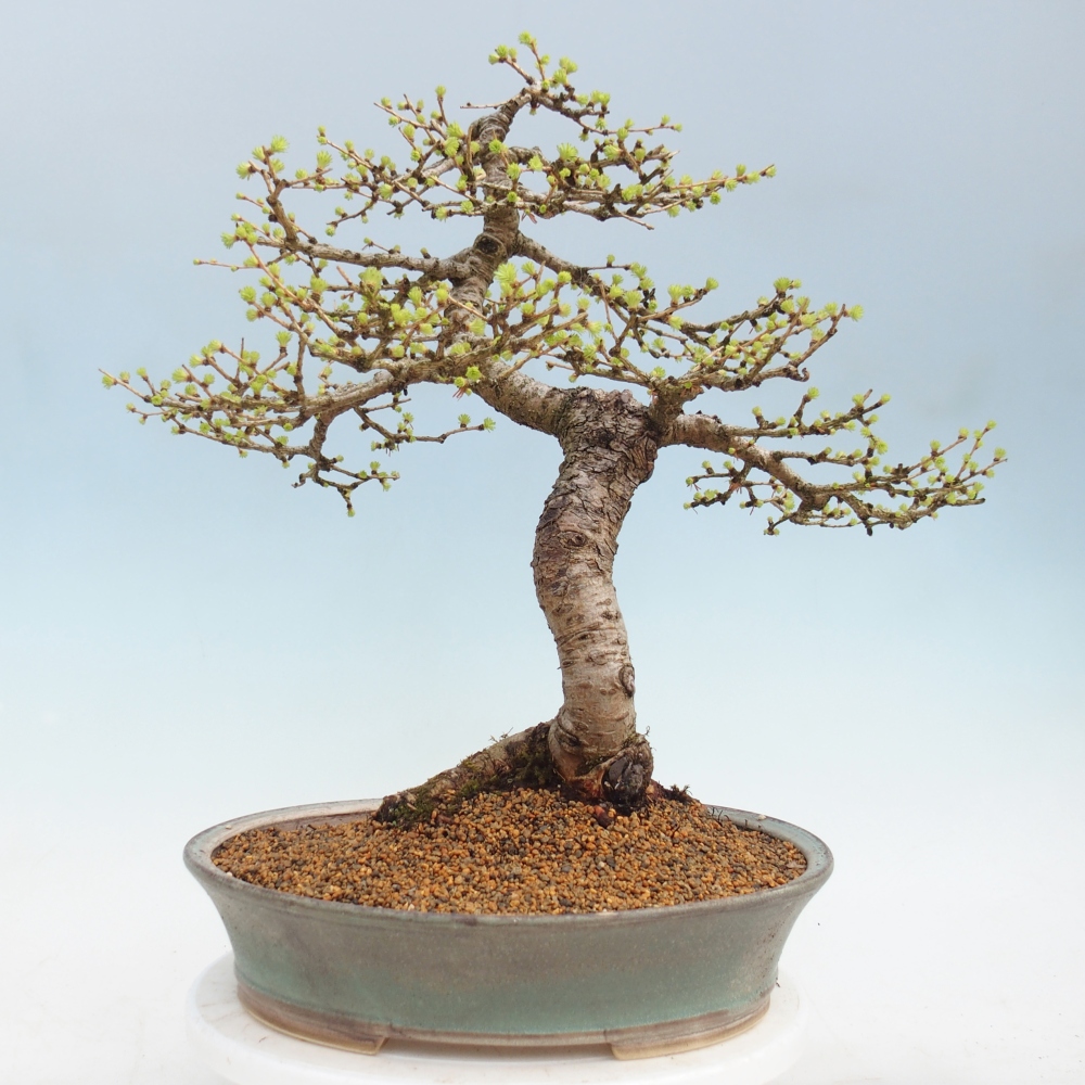 Bonsai da esterno -Larix decidua - Larice