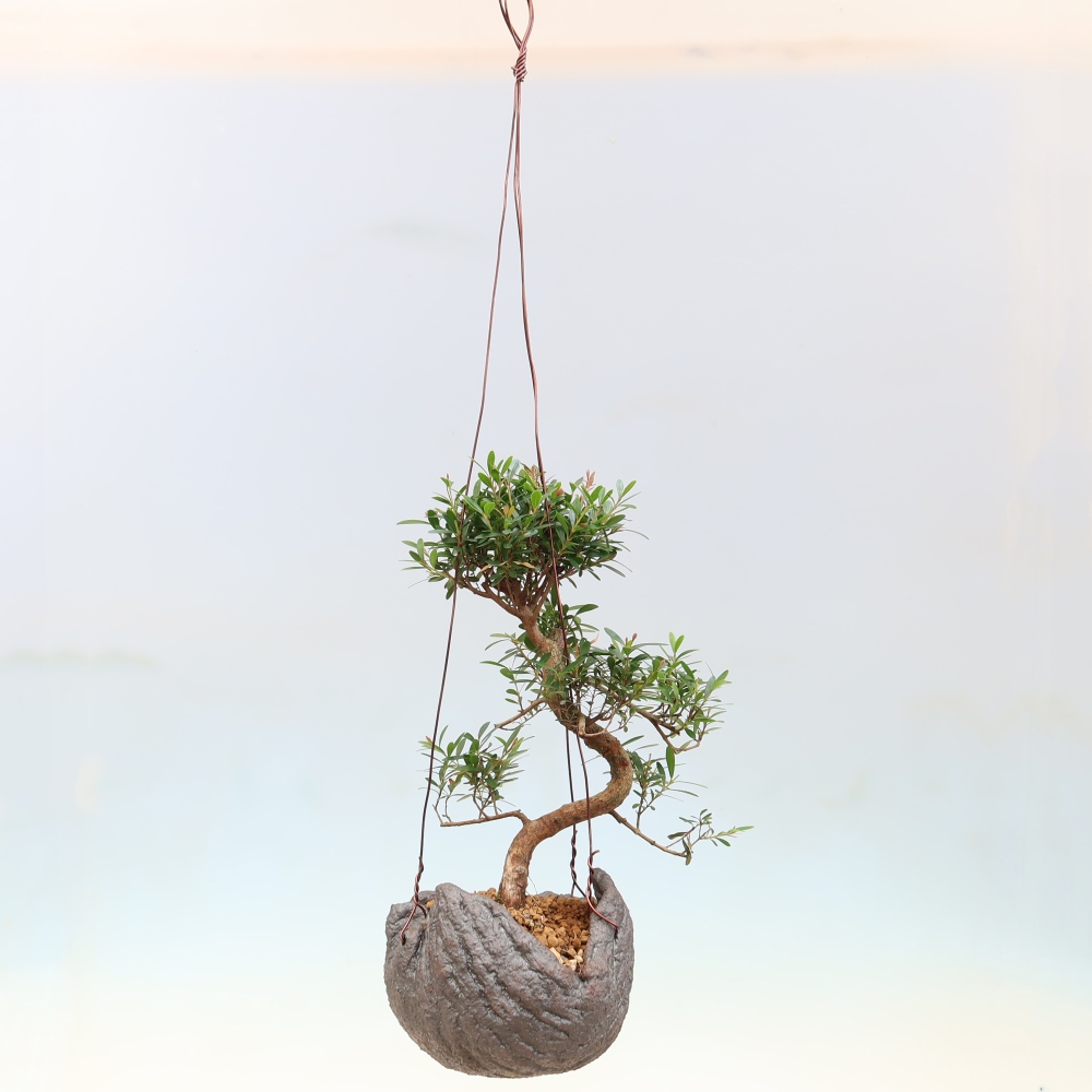Kokedama in ceramica -Syzygium - Albero del pimento