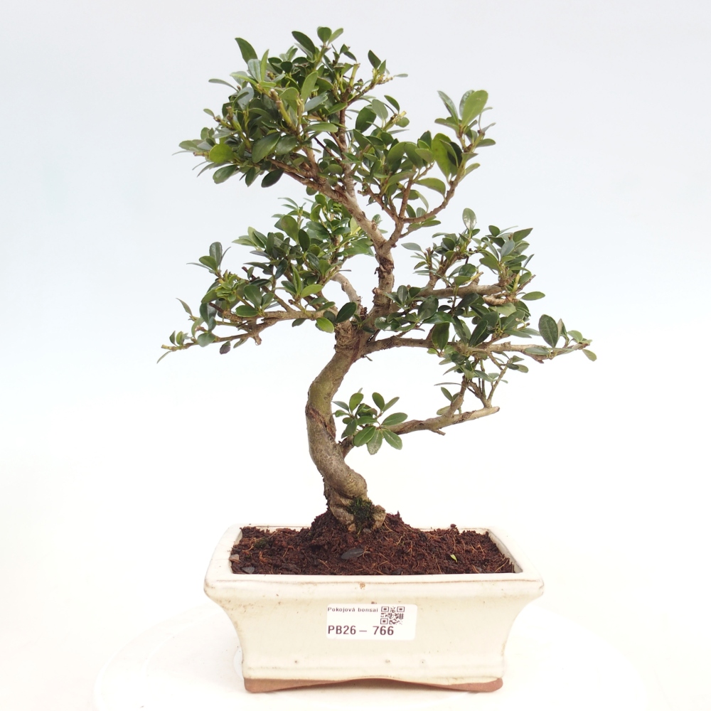 Camera bonsai - Ilex crenata - Agrifoglio