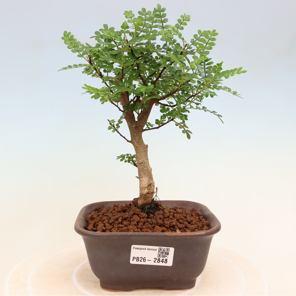 Camera bonsai - Zantoxylum piperitum - albero del pepe