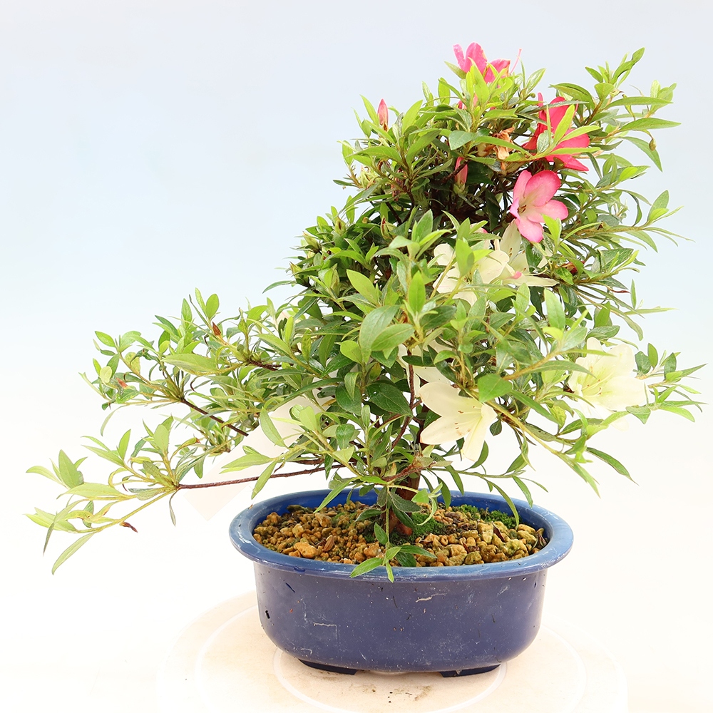 Bonsai da esterno - Azalea giapponese - Azalea Suigootome