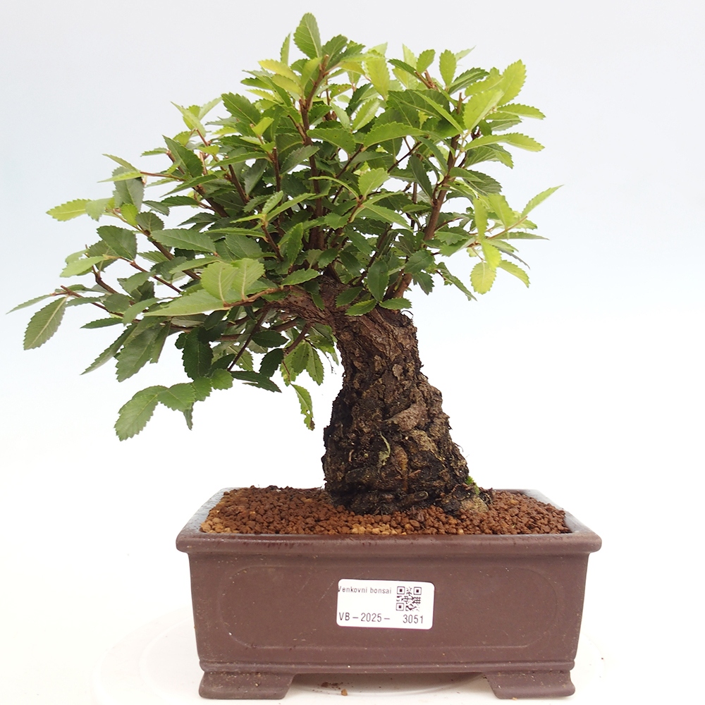 Bonsai da esterno - Zelkova - Zelkova NIRE