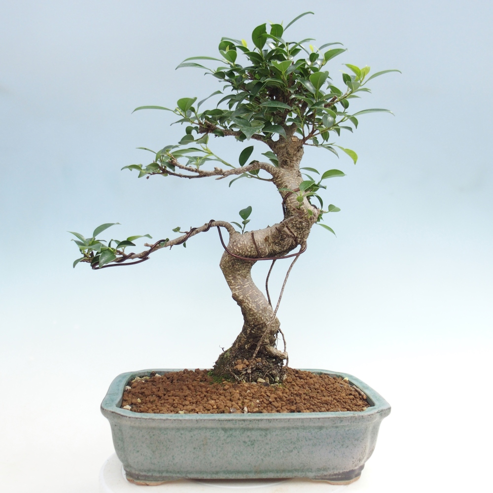 Camera bonsai - Ficus kimmen - ficus a foglie piccole