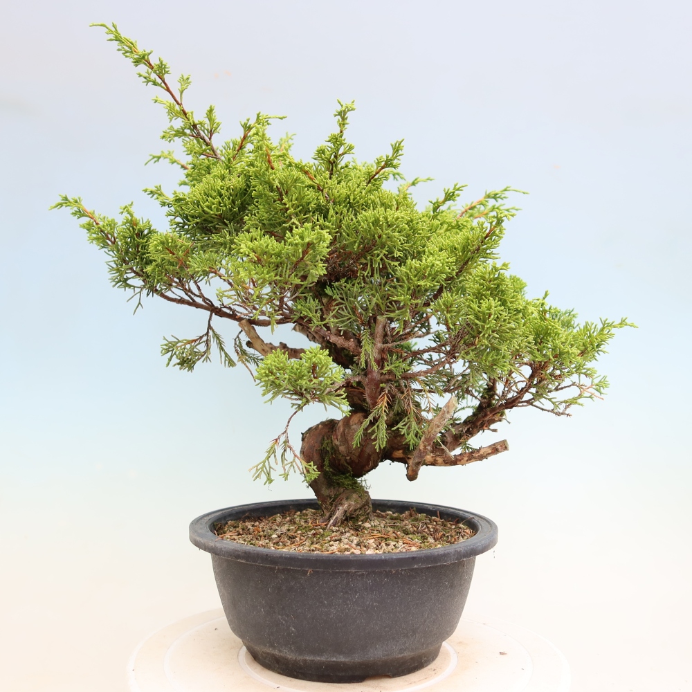 Bonsai da esterno - Juniperus chinensis Itoigawa-Juniperus chinensis