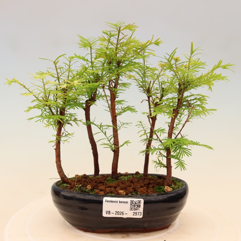 Bonsai da esterno - Metasequoia glyptostroboides - Metasequoia cinese - boschetto