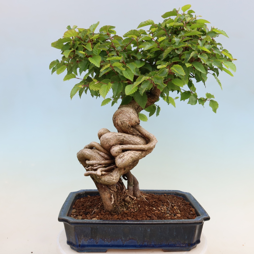 Bonsai da esterno -Carpinus Coreana - Carpino coreano