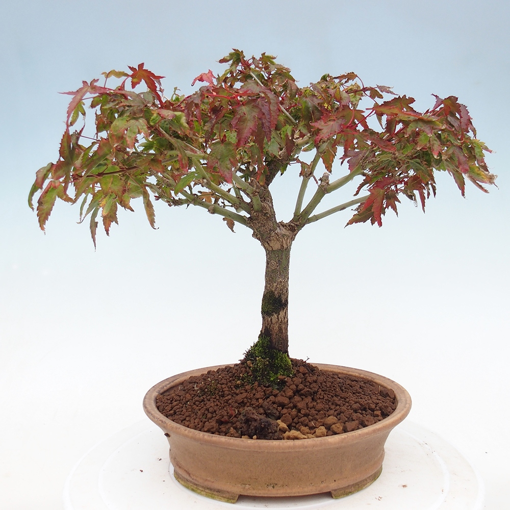 Acer palmatum KIOHIME - Acero palmato