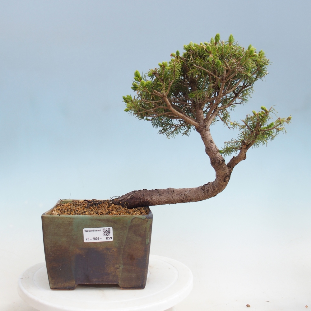 Bonsai da esterno - Abete rosso - Picea glauca globo