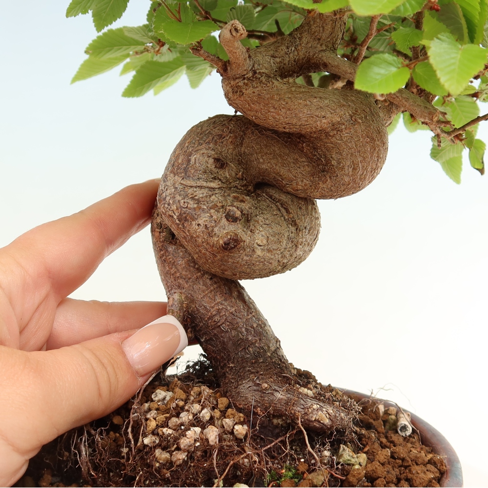 Bonsai da esterno -Carpinus Coreana - Carpino coreano