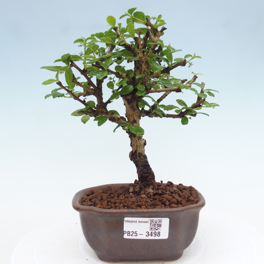 Camera bonsai - Carmona macrophylla - Tea fuki