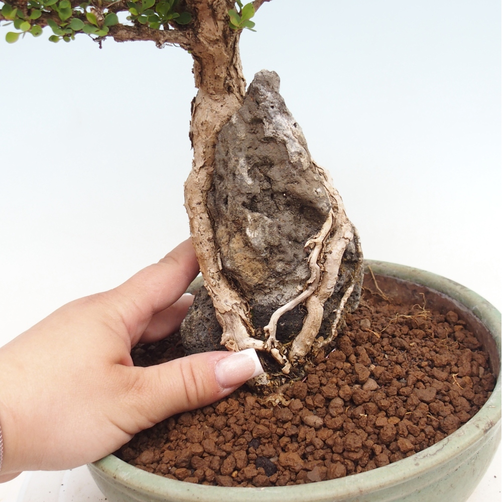 Bonsai da esterno - Berberis coreana