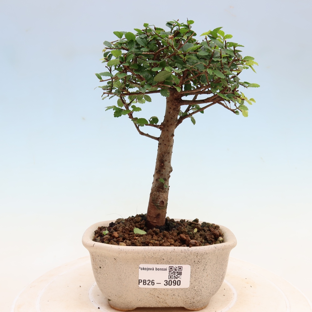Camera bonsai - Ulmus parvifolia - Olmo a foglie piccole