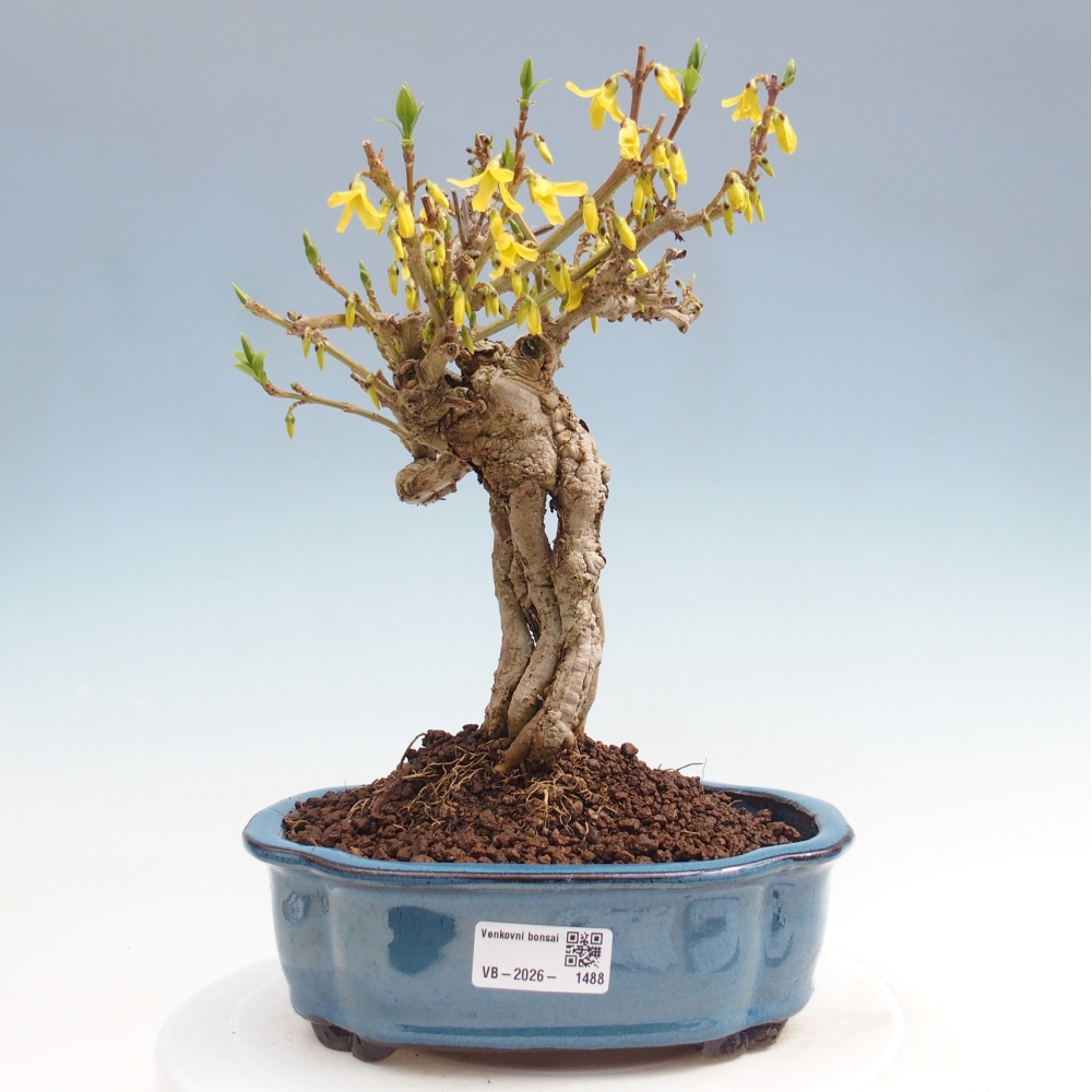 Bonsai da esterno - Zlatice - Forsythia koreana
