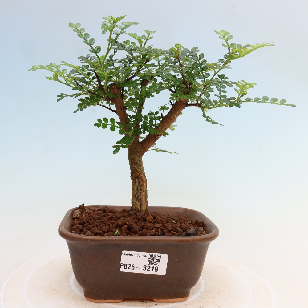 Camera bonsai - Zantoxylum piperitum - albero del pepe