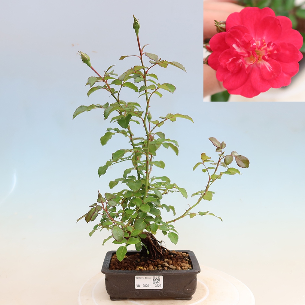 Bonsai da esterno - Rosa Kordes - rosa
