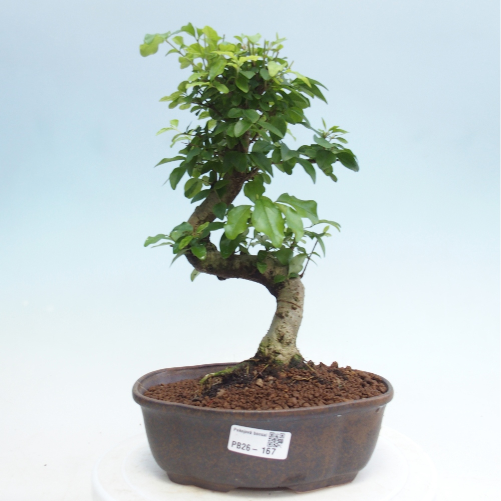 Camera bonsai -Ligustrum retusa - becco d'uccello a foglie piccole
