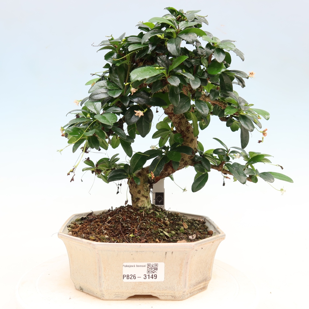 Camera bonsai - Carmona macrophylla - Tea fuki