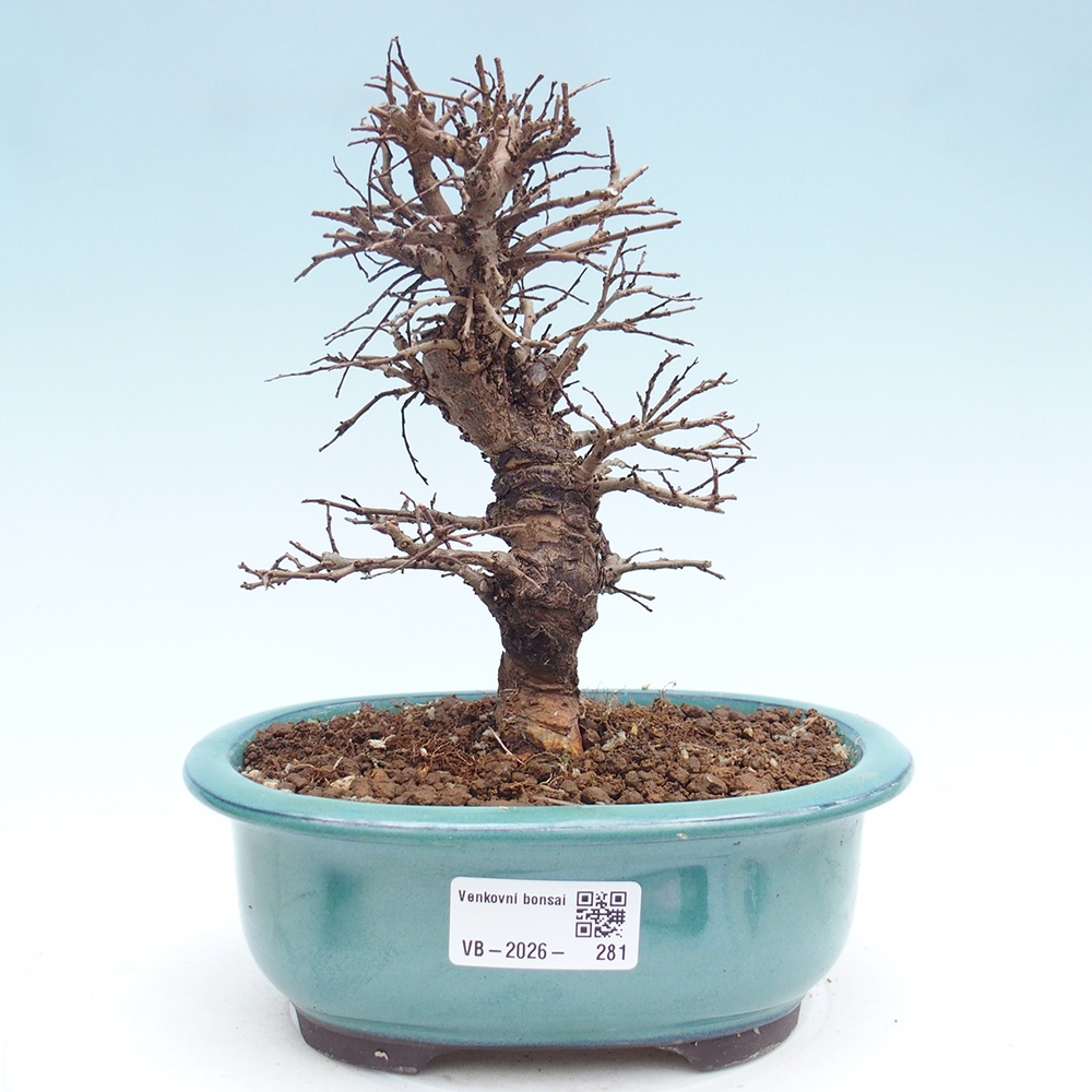 Bonsai da esterno - Zelkova - Zelkova NIRE