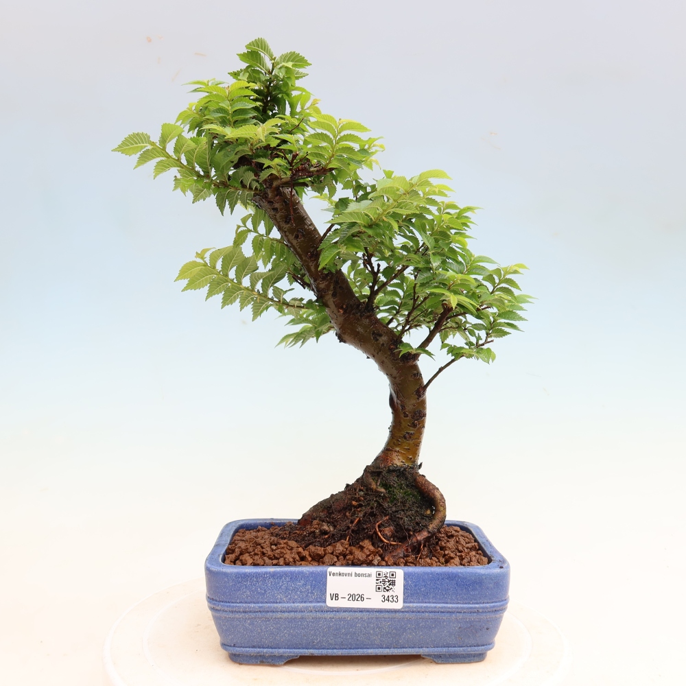 Bonsai da esterno - Ulmus Jacqueline Hillier - Olmo magnifico