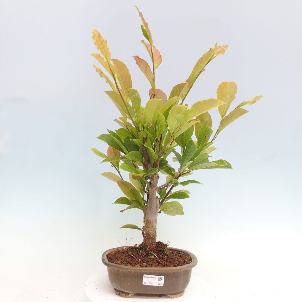 Bonsai da esterno - Magnolia loebneri merrill - Magnolia