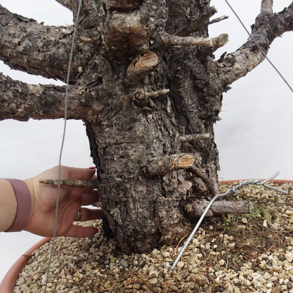 Yamadori - Pinus sylvestris Spagna