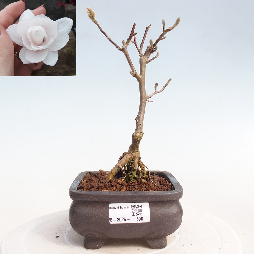 Bonsai da esterno - Magnolia stellata
