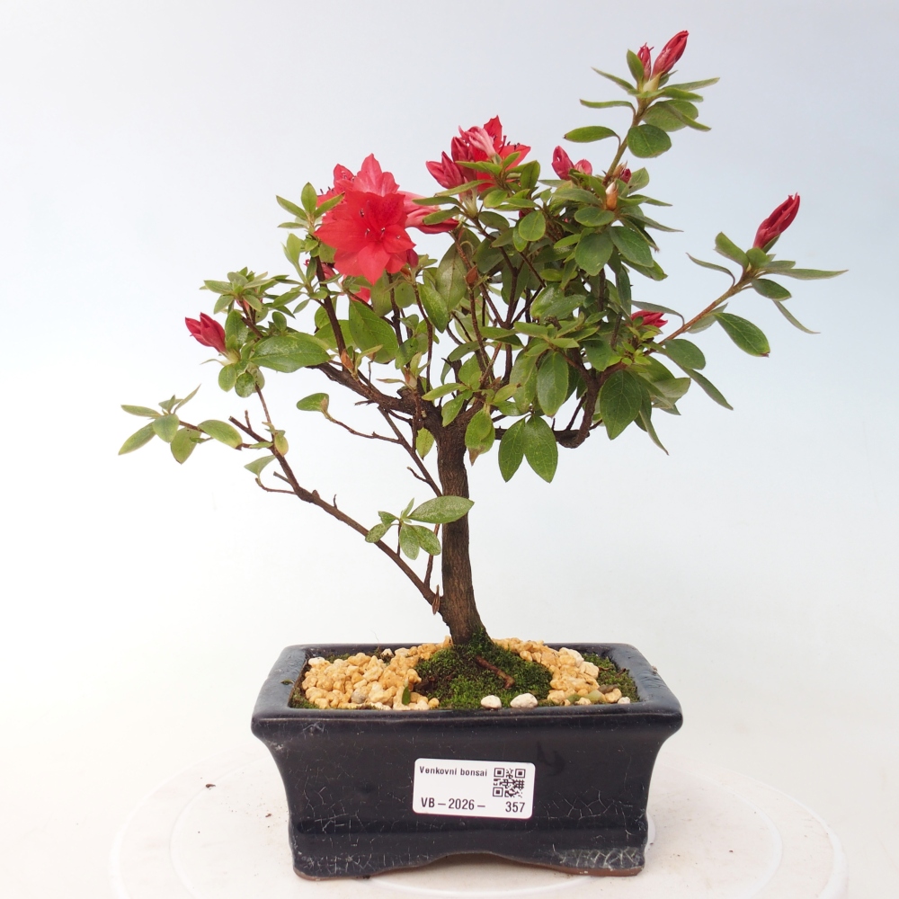 Bonsai da esterno - Azalea giapponese - Azalea sp.