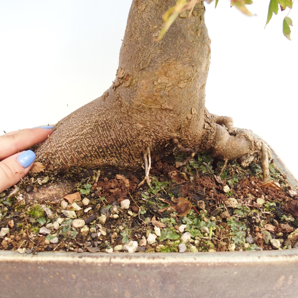 Bonsai da esterno - Acer Buergerianum - Acero di Burger