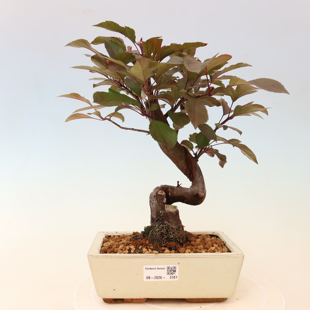 Bonsai da esterno -Malus domestica - Melo a piccoli frutti a foglie rosse
