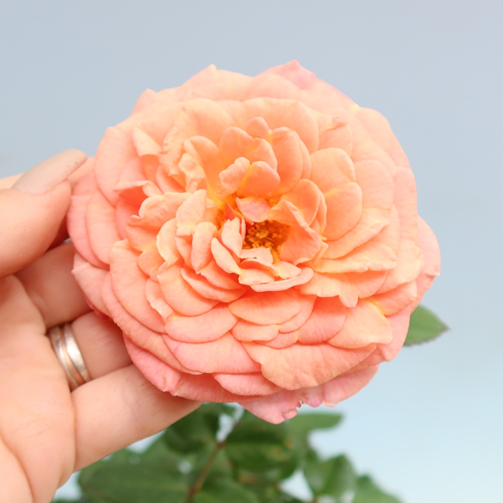 Bonsai da esterno - Rosa Kordes - rosa