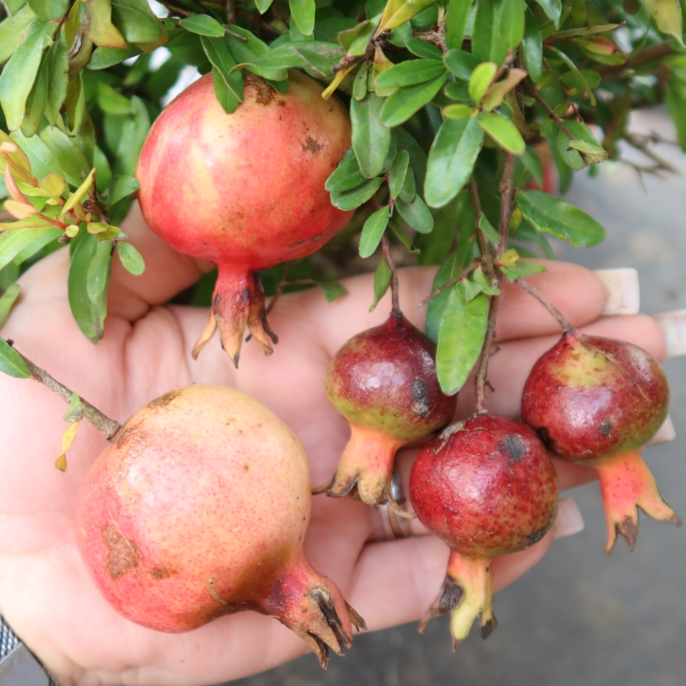 Camera bonsai-PUNICA granatum nana-Mela granata