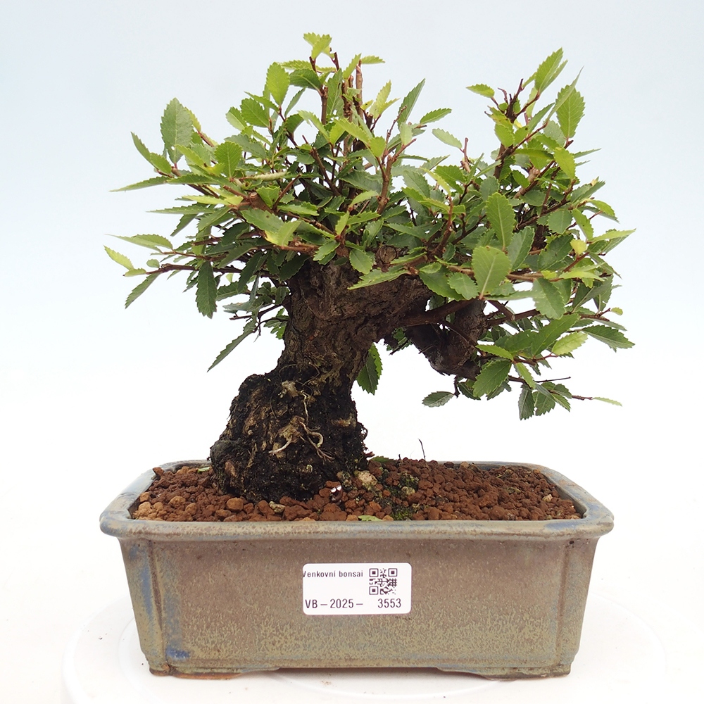 Bonsai da esterno - Zelkova - Zelkova NIRE