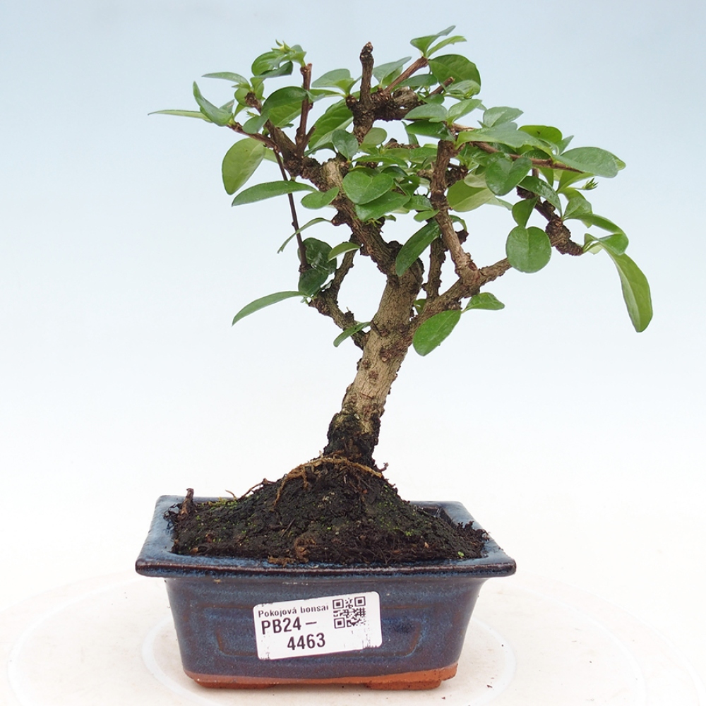 Camera bonsai - Carmona macrophylla - Tea fuki