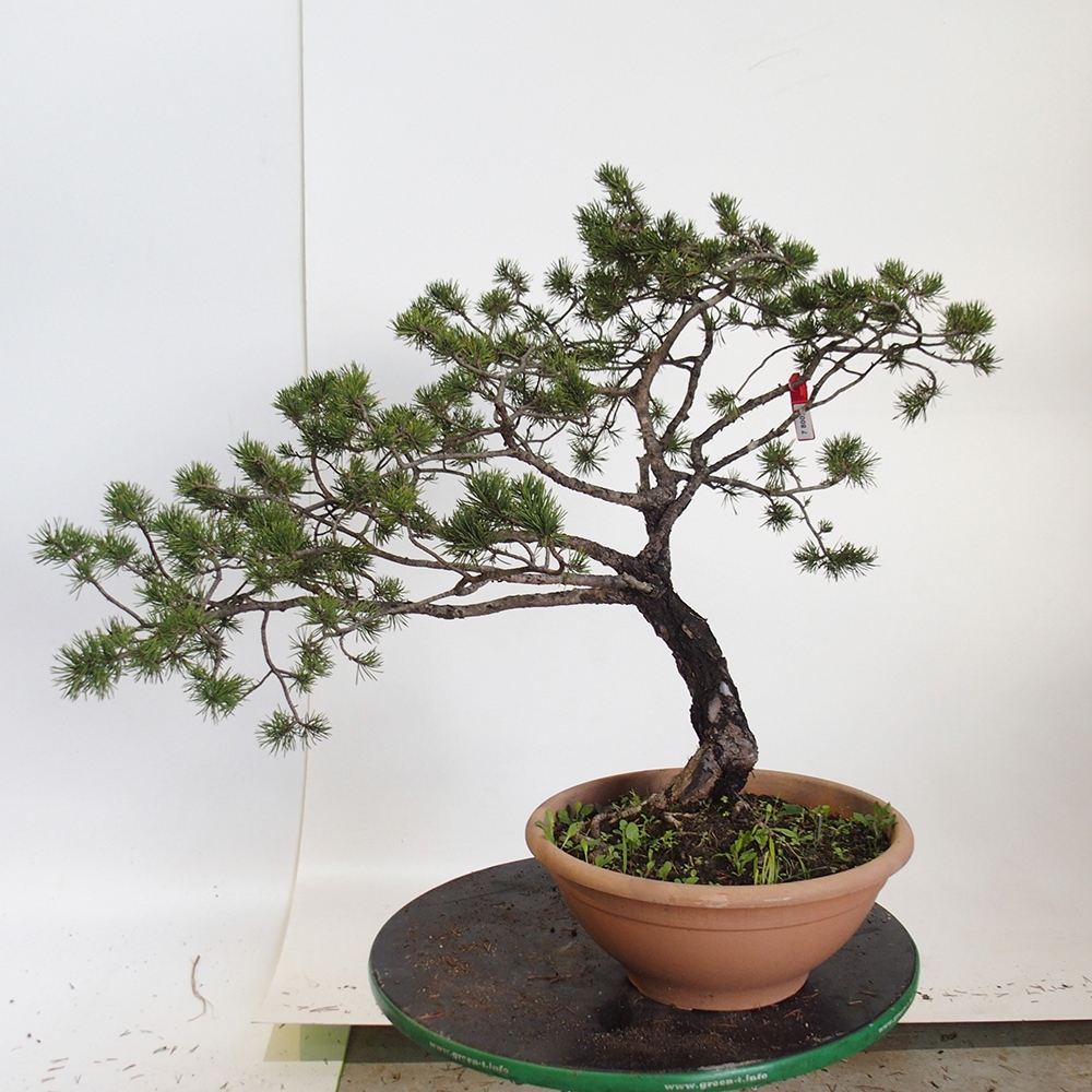 Yamadori - Pinus sylvestris Spagna