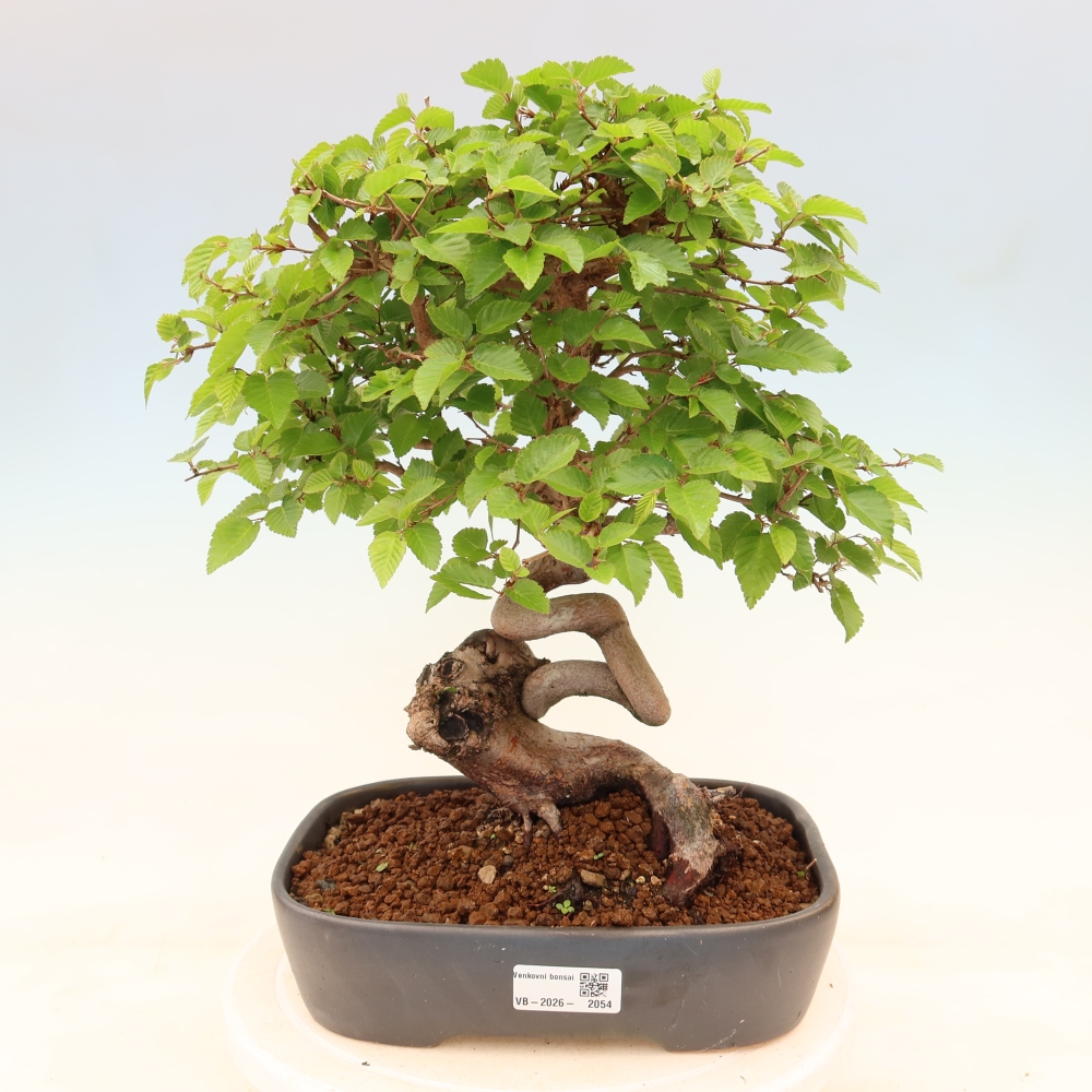 Bonsai da esterno -Carpinus Coreana - Carpino coreano