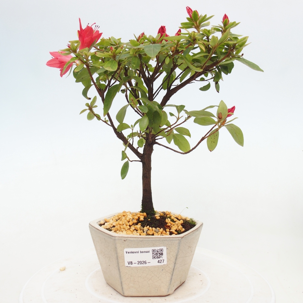 Bonsai da esterno - Azalea giapponese - Azalea sp.