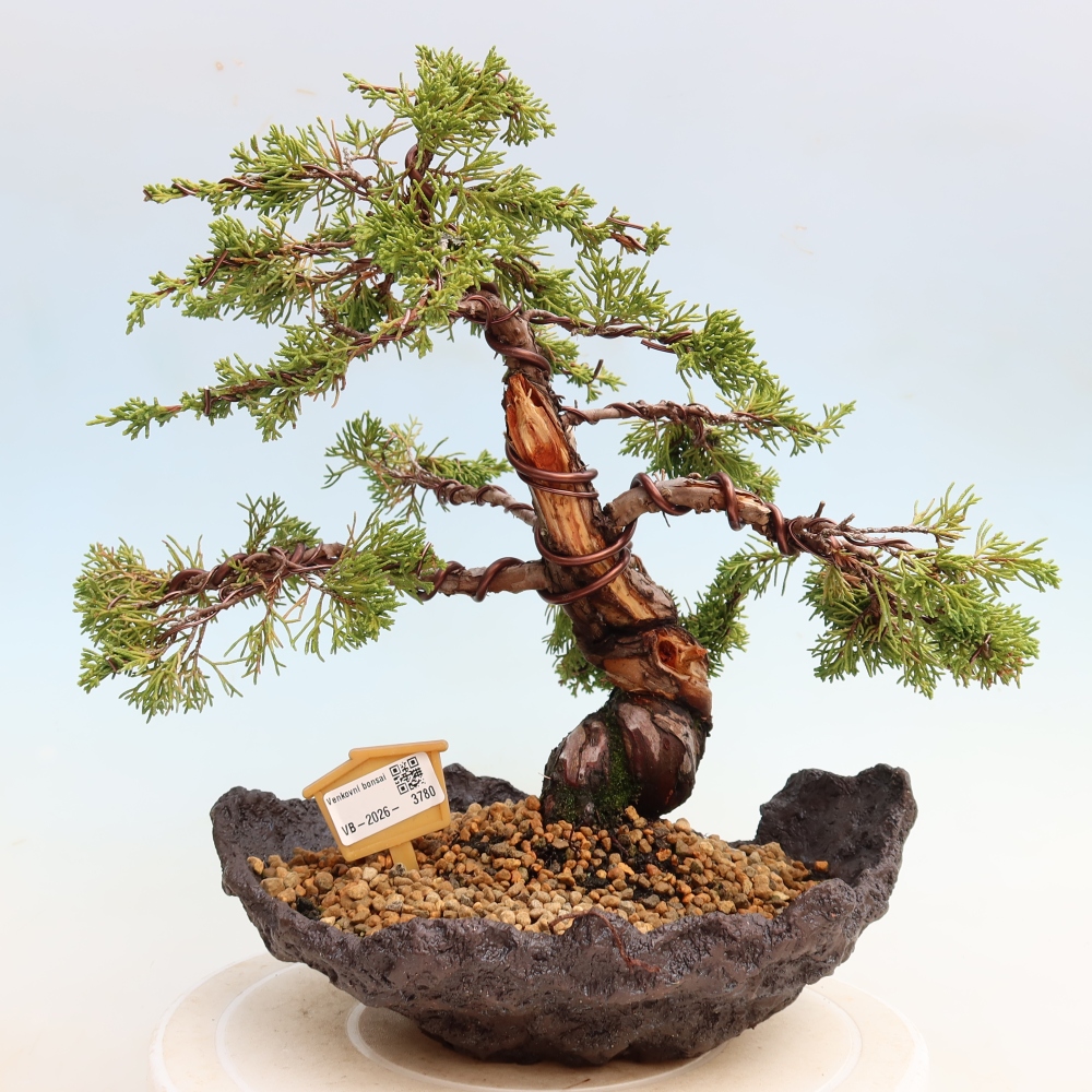 Bonsai da esterno - Juniperus chinensis Itoigawa-Juniperus chinensis