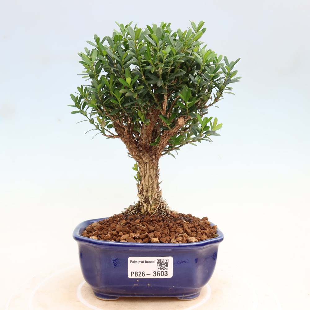 Camera bonsai - Buxus harlandii - buxus da sughero