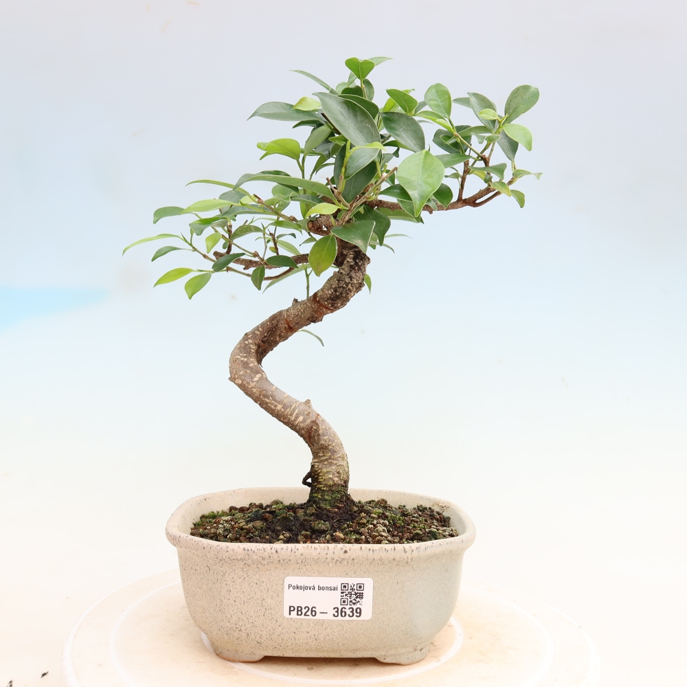 Camera bonsai - Ficus kimmen - ficus a foglie piccole