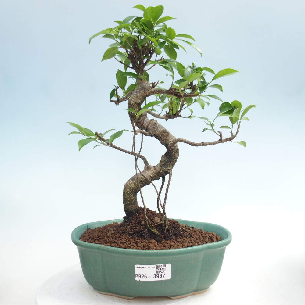 Camera bonsai - Ficus retusa - ficus a foglie piccole