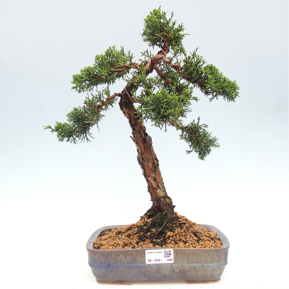Bonsai da esterno - Juniperus chinensis Kishu