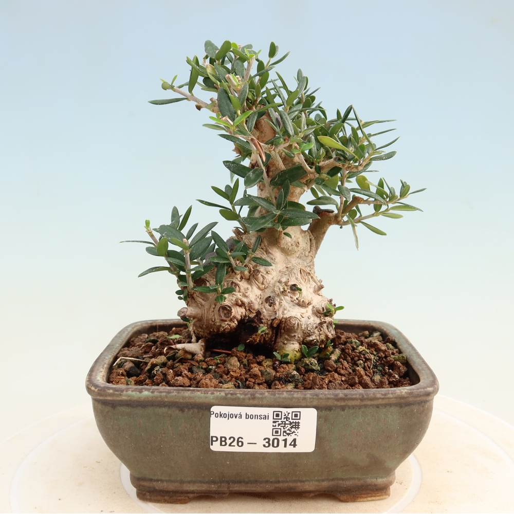 Bonsai da interno - Olea europaea sylvestris
