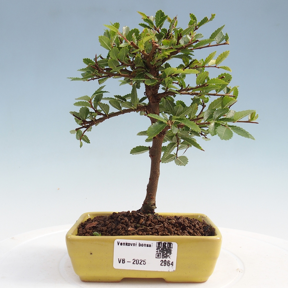 Bonsai da esterno - Ulmus parvifolia Sagei - Olmo a foglie piccole