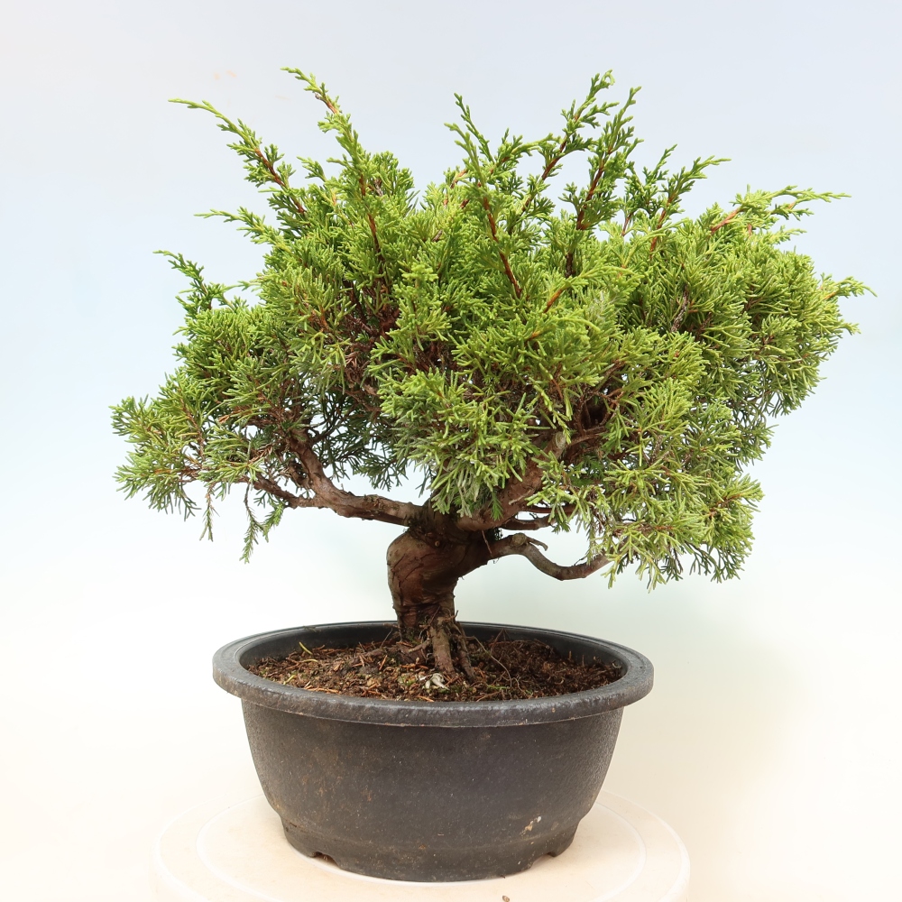 Bonsai da esterno - Juniperus chinensis Itoigawa-Juniperus chinensis