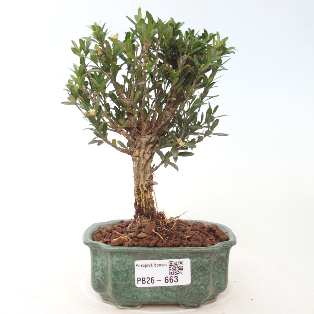 Camera bonsai - Buxus harlandii - buxus da sughero